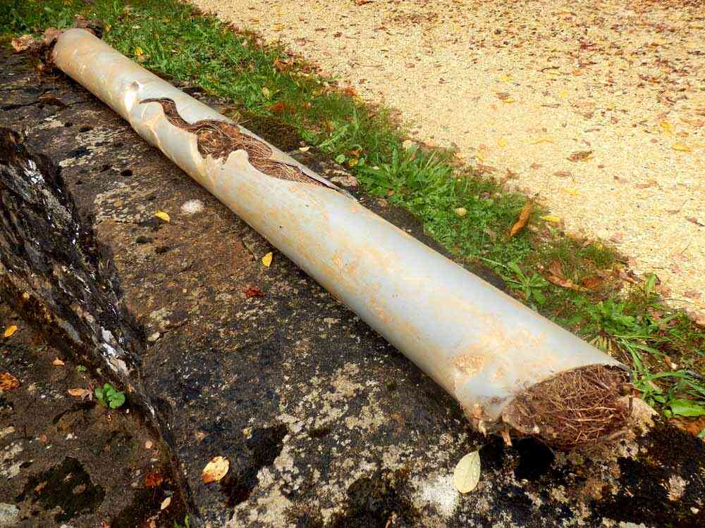 tree roots inside pipe